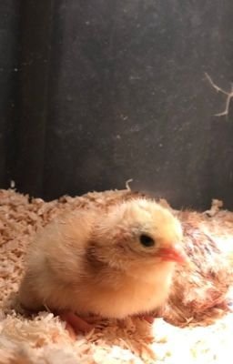 xem gà đá cựa sắt hay,Độ C Giới Thiệu Bài Viết: Xem Gà Đá Cựa Sắt – Thứ Hai Cho Tiêu Đề Bài Viết xem gà đá cựa sắt hay,Độ C Giới Thiệu Bài Viết: Xem Gà Đá Cựa Sắt – Thứ Hai Cho Tiêu Đề Bài Viết