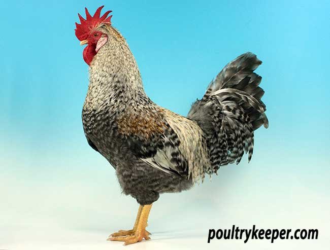 tập luyện gà đá,Tập Luyện Gà Đá Thứ Hai: Bí Quyết Thành Công Không Thể Bỏ Qua tập luyện gà đá,Tập Luyện Gà Đá Thứ Hai: Bí Quyết Thành Công Không Thể Bỏ Qua