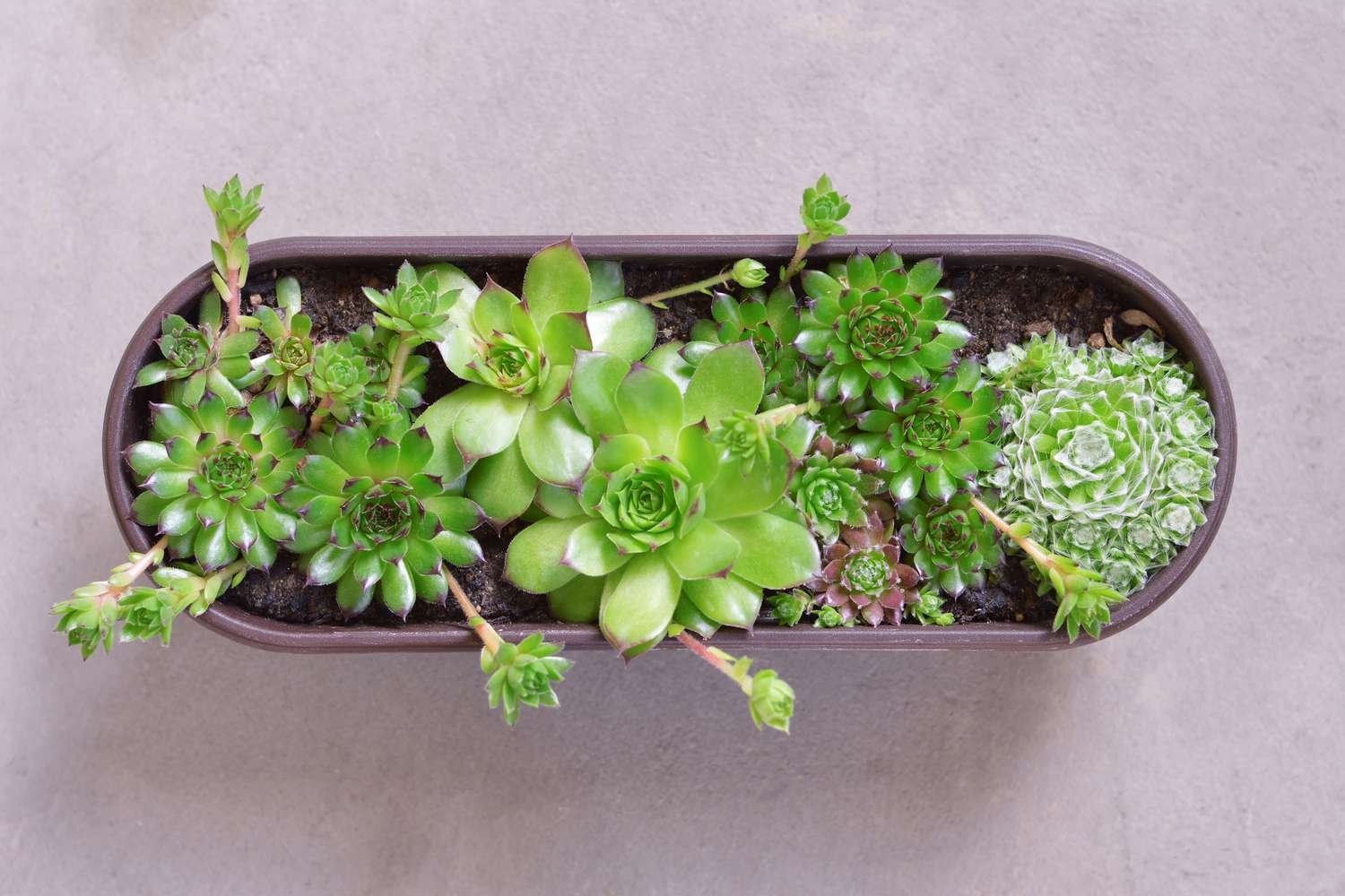 mánh đá gà bịp,Mánh Đá Gà Bịp: Cách Phát Hiện và Tránh Lừa Đảo Trong Cuộc Đấu Gà mánh đá gà bịp,Mánh Đá Gà Bịp: Cách Phát Hiện và Tránh Lừa Đảo Trong Cuộc Đấu Gà