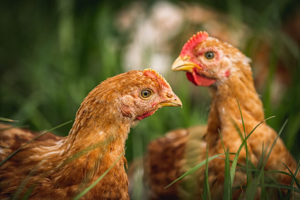 đá gà tre ăn tiền đá gà tre ăn tiền