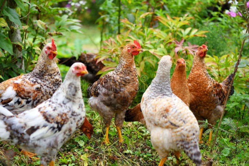 đá gà cựa sắt hôm nay đá gà cựa sắt hôm nay