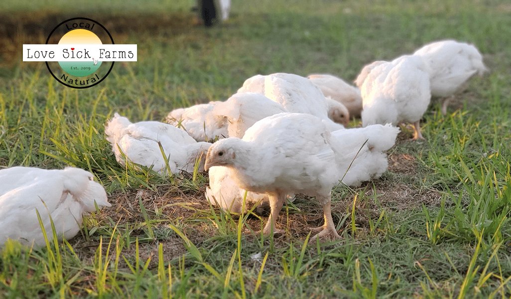 đá gà trực tuyến hôm nay đá gà trực tuyến hôm nay