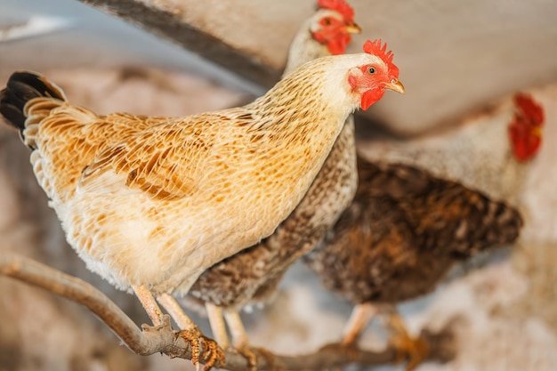 đá gà trực tiếp 67 thomo đá gà trực tiếp 67 thomo