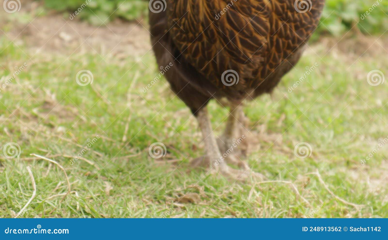 gà đá bo là gì gà đá bo là gì