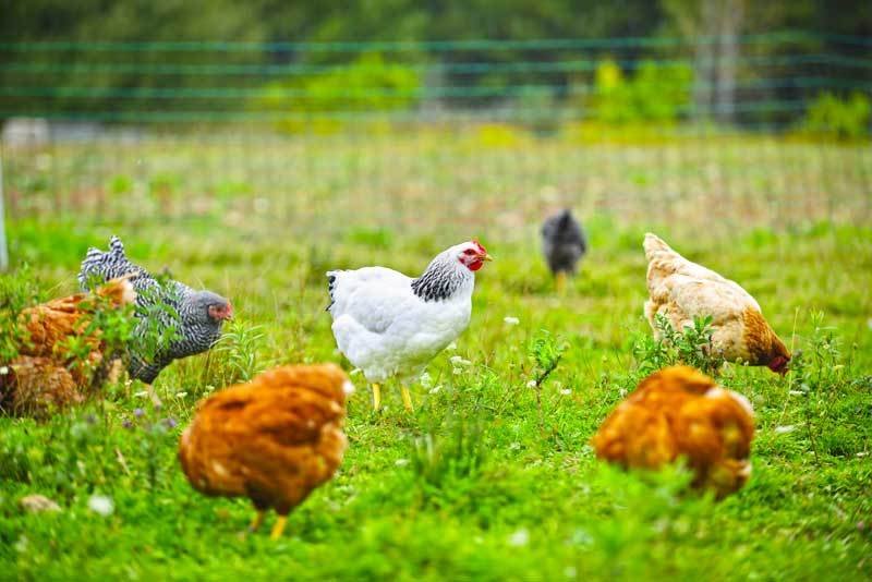 đá gà trực tiếp hôm nay binh luan đá gà trực tiếp hôm nay binh luan
