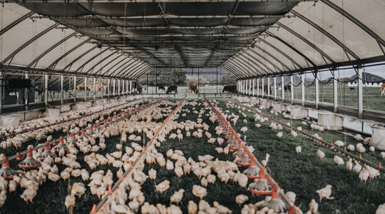 xem trực tiếp đá gà thomo xem trực tiếp đá gà thomo