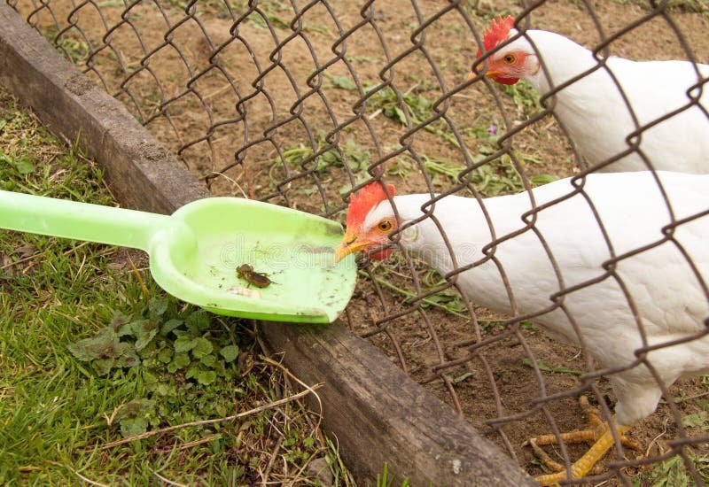 đá gà đòn đỉnh cao đá gà đòn đỉnh cao