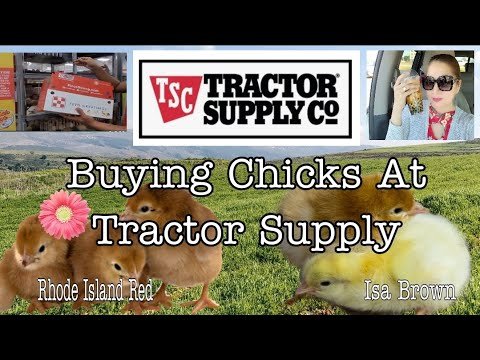trực tiếp đá gà hôm nay thứ ba,Trực tiếp đá gà hôm nay thứ ba: Những trận chiến đỉnh cao không thể bỏ lỡ trực tiếp đá gà hôm nay thứ ba,Trực tiếp đá gà hôm nay thứ ba: Những trận chiến đỉnh cao không thể bỏ lỡ