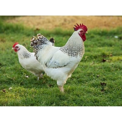 đá gà miền tây mới nhất 2018 đá gà miền tây mới nhất 2018