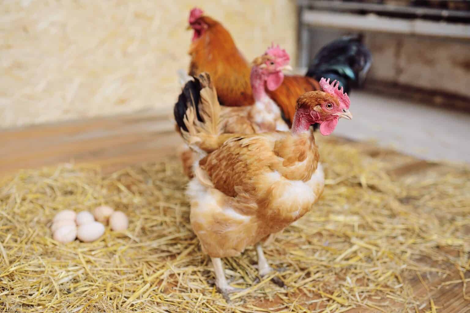 con gà trống đá lộn con gà trống đá lộn
