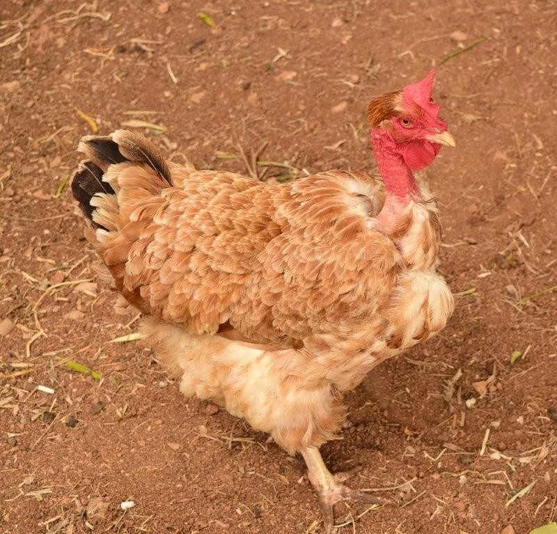 cám gà mỹ đá cám gà mỹ đá