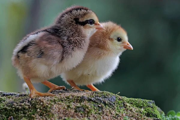 gà tre rừng đá cựa sắt gà tre rừng đá cựa sắt