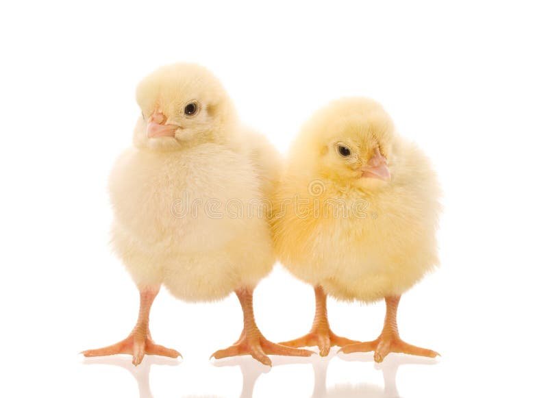 bệnh gà đá,Đa hình gen CYP3A5 và nồng độ Tacrolimus ở bệnh nhân ghép thận bệnh gà đá,Đa hình gen CYP3A5 và nồng độ Tacrolimus ở bệnh nhân ghép thận