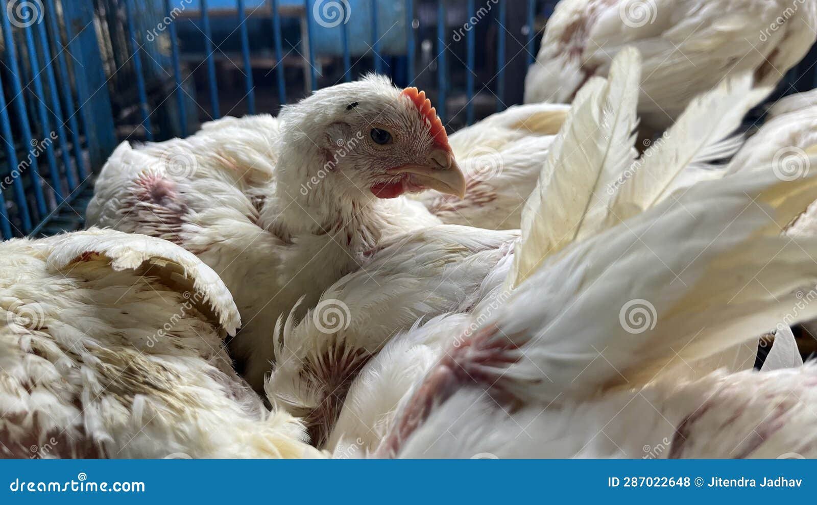 bị quyết đá gà mạng bị quyết đá gà mạng