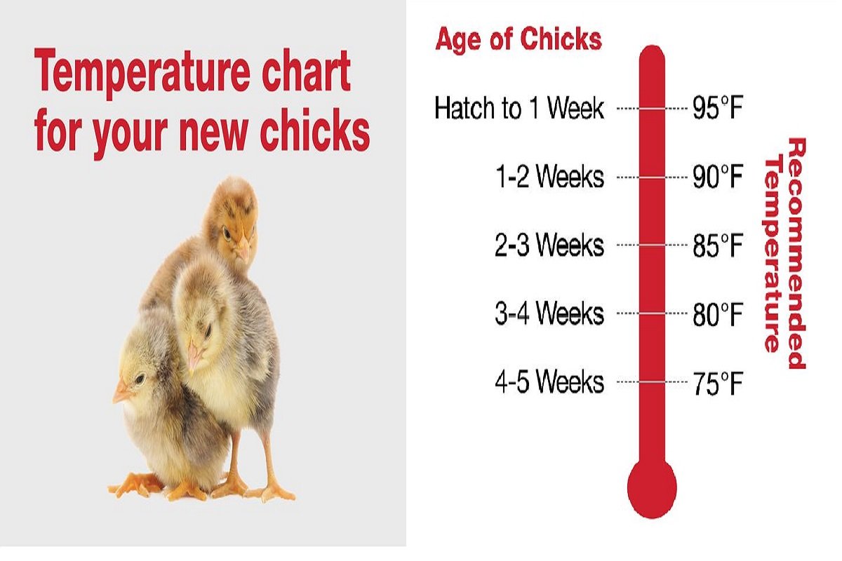 gà 1kg6 đá cựa bao nhiêu,Điều tra về lực hấp dẫn và tốc độ quay của Trái Đất: Tính toán và phân tích gà 1kg6 đá cựa bao nhiêu,Điều tra về lực hấp dẫn và tốc độ quay của Trái Đất: Tính toán và phân tích