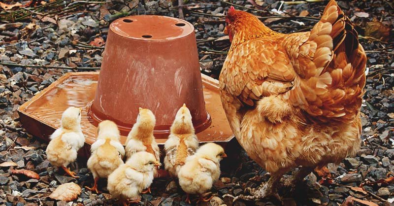 đá gà trực tiếp 369 thomo đá gà trực tiếp 369 thomo