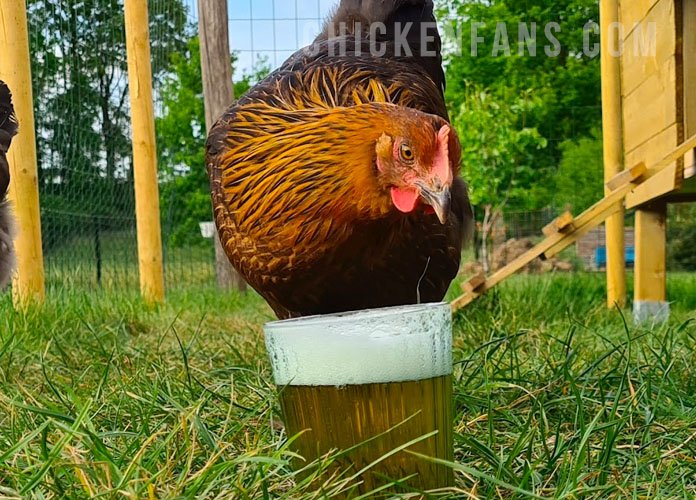 cách chọn gà đá hay nhất,1. Đánh giá ngoại hình cách chọn gà đá hay nhất,1. Đánh giá ngoại hình