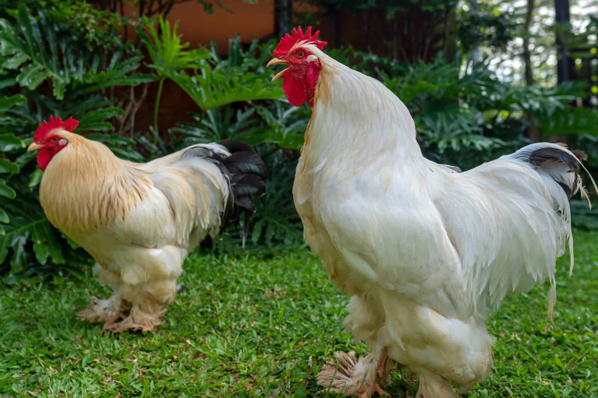 quy trình nuôi gà đá cựa sắt quy trình nuôi gà đá cựa sắt