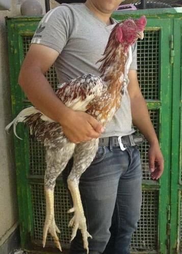 đá gà thomo 49 đá gà thomo 49