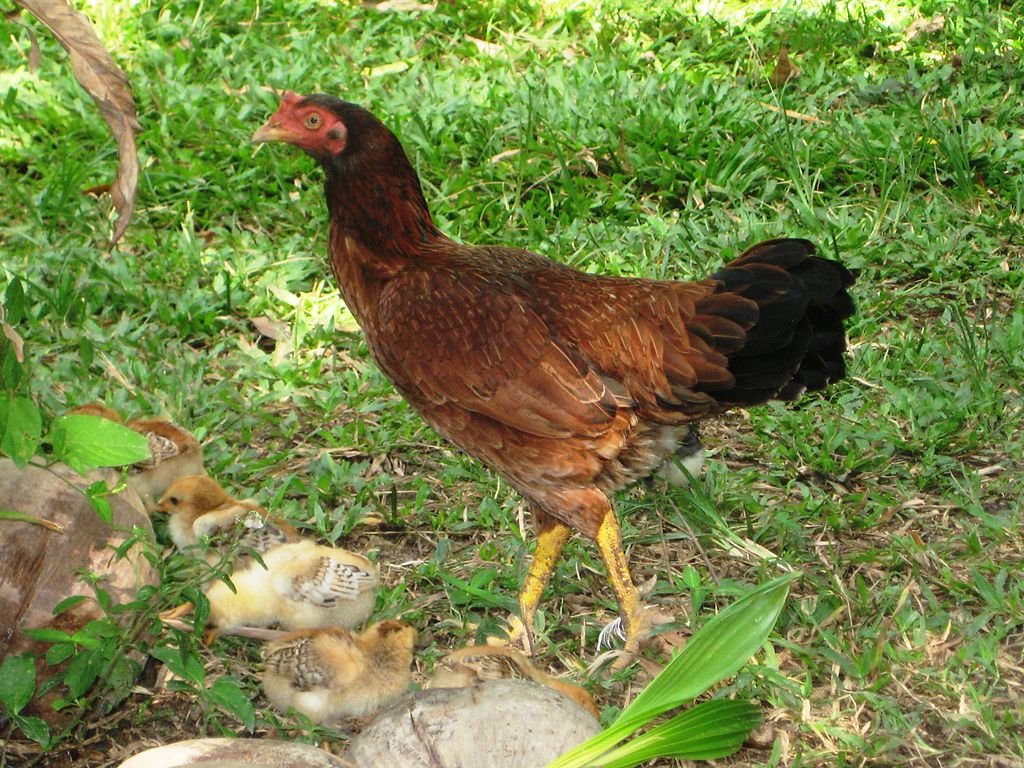 xem đá gà đòn gia lai xem đá gà đòn gia lai