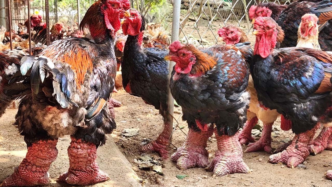 thuốc xổ lãi cho gà đá thuốc xổ lãi cho gà đá