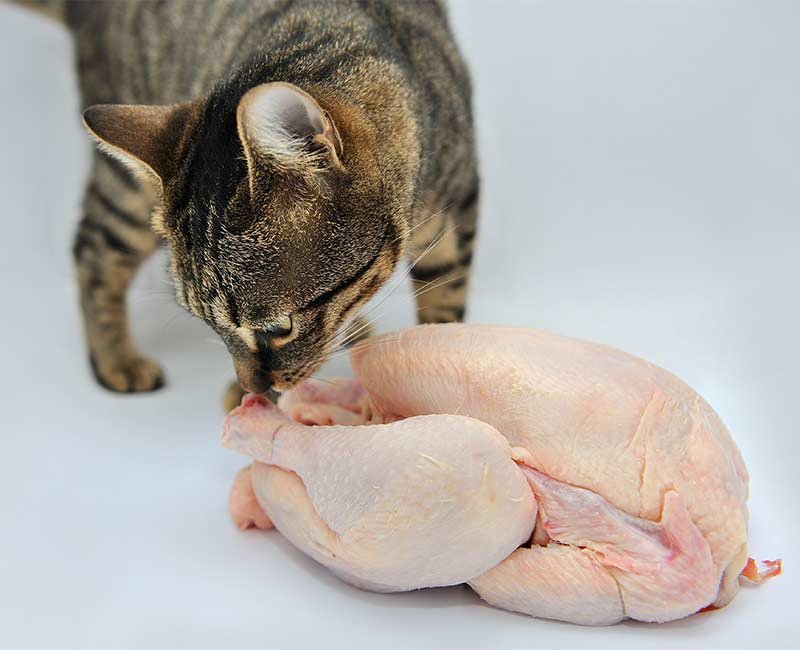 đá gà tre mỹ rặc cựa sắt đá gà tre mỹ rặc cựa sắt