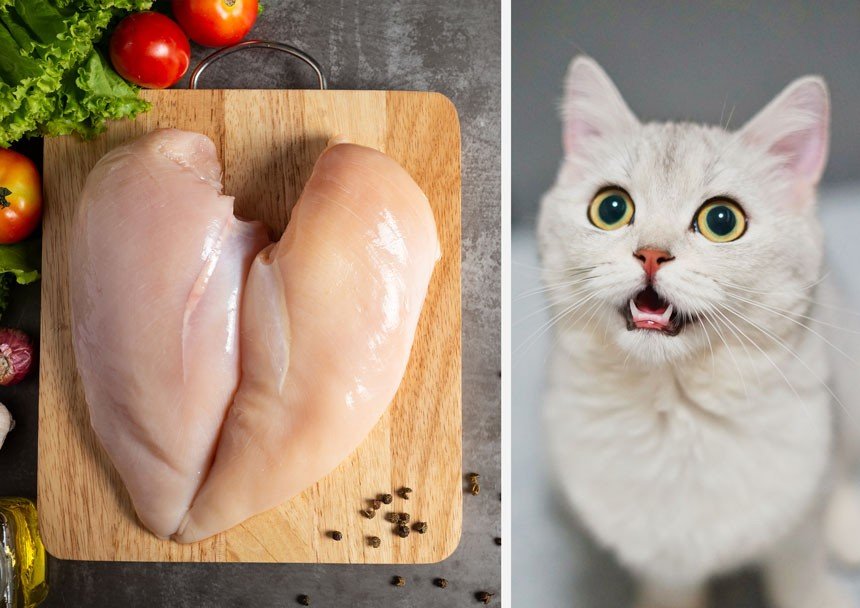 đá gà mỹ hay nhất,Giới thiệu đá gà mỹ hay nhất,Giới thiệu