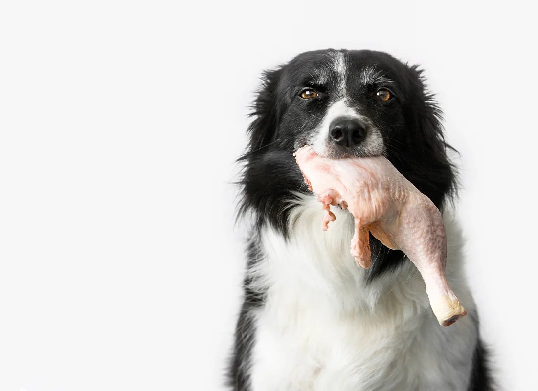 đá gà thomo ngày 10 tháng 11,Giới thiệu về Thomo đá gà thomo ngày 10 tháng 11,Giới thiệu về Thomo