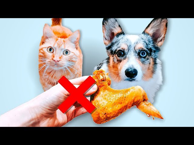 xem đá gà cựa sắt mới nhất 2018,Giới thiệu chung về đá gà cựa sắt xem đá gà cựa sắt mới nhất 2018,Giới thiệu chung về đá gà cựa sắt